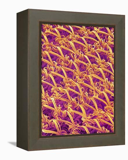 Pantyhose Fiber-Micro Discovery-Framed Premier Image Canvas