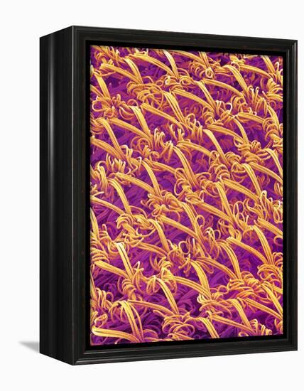 Pantyhose Fiber-Micro Discovery-Framed Premier Image Canvas