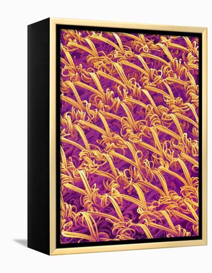 Pantyhose Fiber-Micro Discovery-Framed Premier Image Canvas