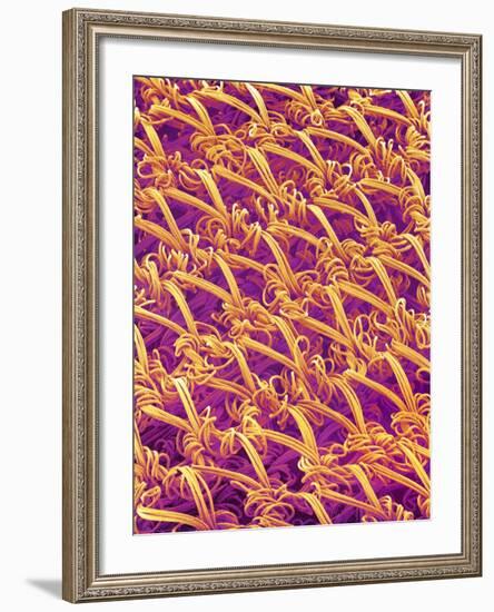 Pantyhose Fiber-Micro Discovery-Framed Photographic Print