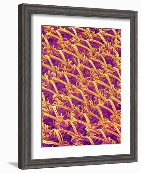 Pantyhose Fiber-Micro Discovery-Framed Photographic Print