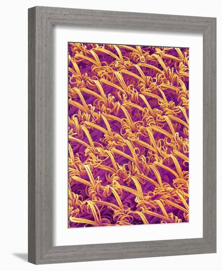 Pantyhose Fiber-Micro Discovery-Framed Photographic Print