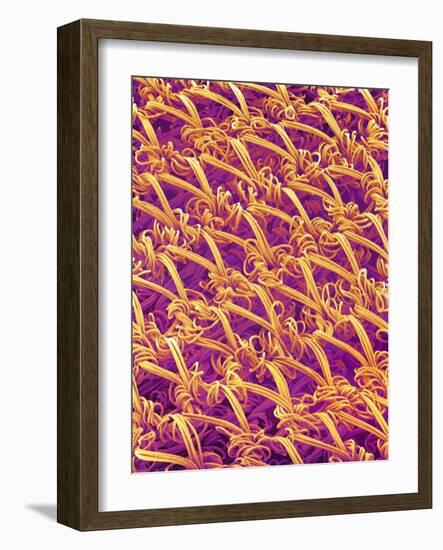 Pantyhose Fiber-Micro Discovery-Framed Photographic Print