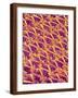 Pantyhose Fiber-Micro Discovery-Framed Photographic Print