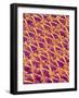 Pantyhose Fiber-Micro Discovery-Framed Photographic Print