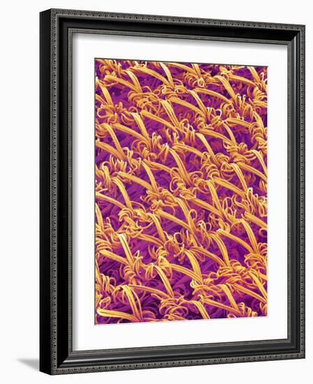 Pantyhose Fiber-Micro Discovery-Framed Photographic Print