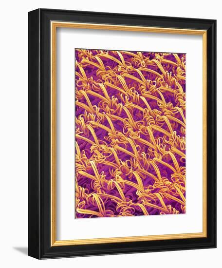 Pantyhose Fiber-Micro Discovery-Framed Photographic Print