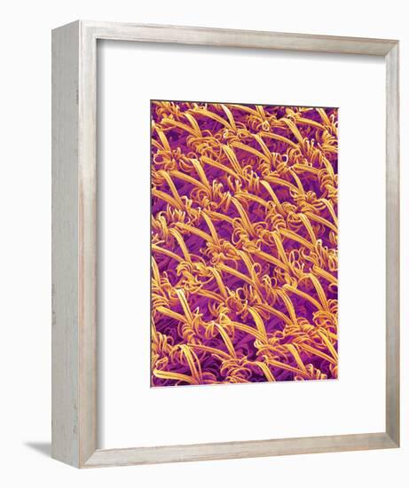 Pantyhose Fiber-Micro Discovery-Framed Photographic Print