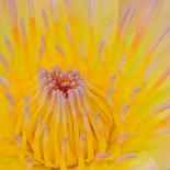 Close up of Beautiful Yellow Water Lily-Panu Ruangjan-Stretched Canvas