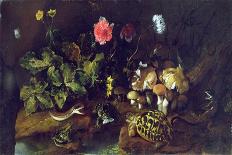 Still Life with a Snake, Frogs, Tortoise and Lizard (Oil on Canvas)-Paolo Porpora-Giclee Print