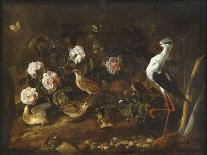 Still Life with Quail, an Owl and a Black-Winged Stilt, C.1656-Paolo Porpora-Giclee Print