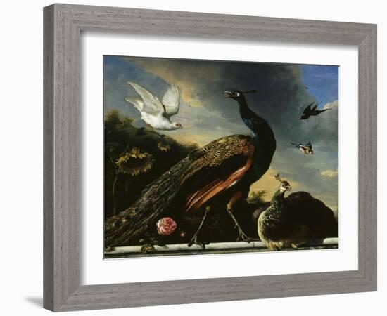 Paons, mâle et femelle-Melchior de Hondecoeter-Framed Giclee Print