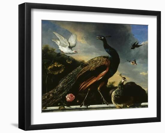 Paons, mâle et femelle-Melchior de Hondecoeter-Framed Giclee Print
