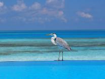 Blue Heron Standing in Water, Maldives, Indian Ocean-Papadopoulos Sakis-Photographic Print