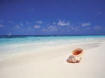 Blue Heron Standing in Water, Maldives, Indian Ocean-Papadopoulos Sakis-Photographic Print