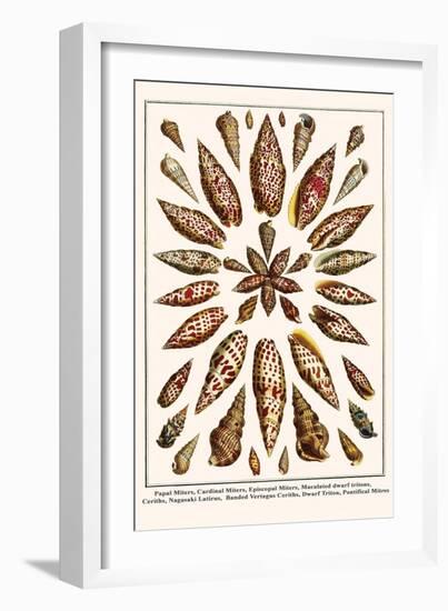 Papal Miters, Cardinal Miters, Episcopal Miters, Maculated Dwarf Tritons, Ceriths, etc.-Albertus Seba-Framed Art Print