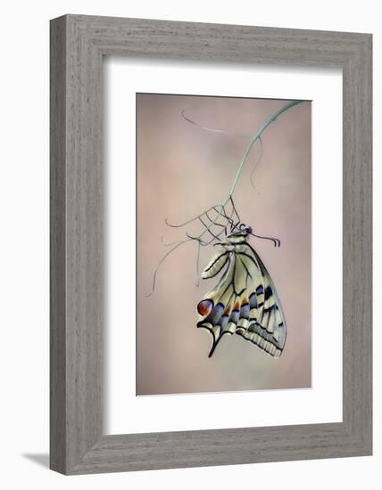 Papallona rei-Jimmy Hoffman-Framed Photographic Print