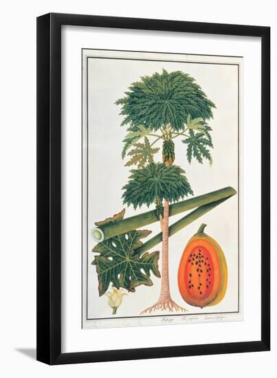 Papau or Caica Papaya-Porter Design-Framed Giclee Print