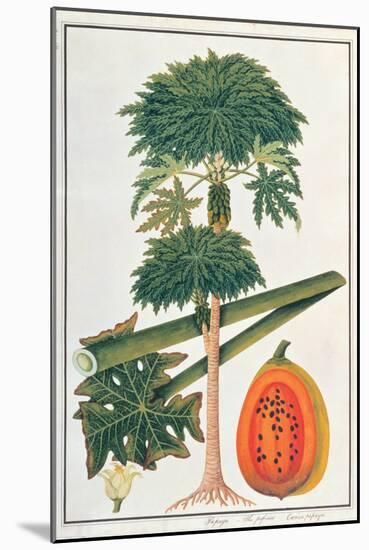 Papau or Caica Papaya-Porter Design-Mounted Giclee Print