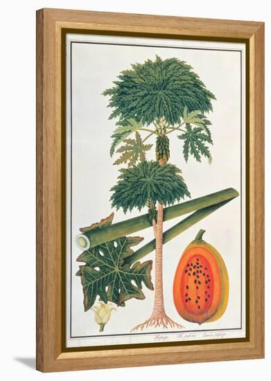 Papau or Caica Papaya-Porter Design-Framed Premier Image Canvas