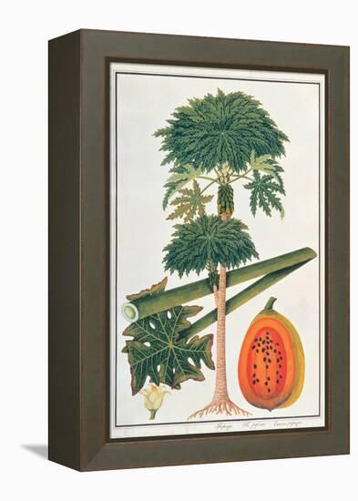 Papau or Caica Papaya-Porter Design-Framed Premier Image Canvas