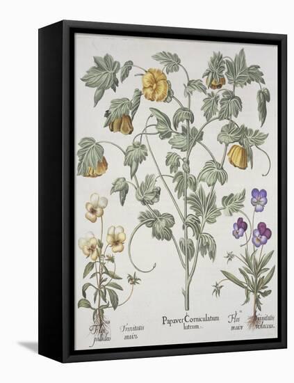 Papaver Corniculatum-Basilius Besler-Framed Premier Image Canvas