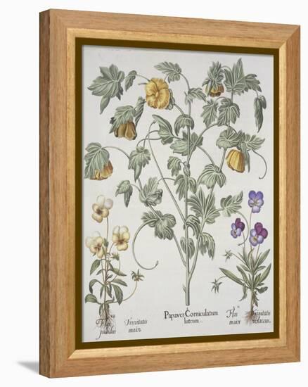 Papaver Corniculatum-Basilius Besler-Framed Premier Image Canvas