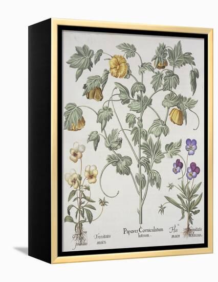 Papaver Corniculatum-Basilius Besler-Framed Premier Image Canvas