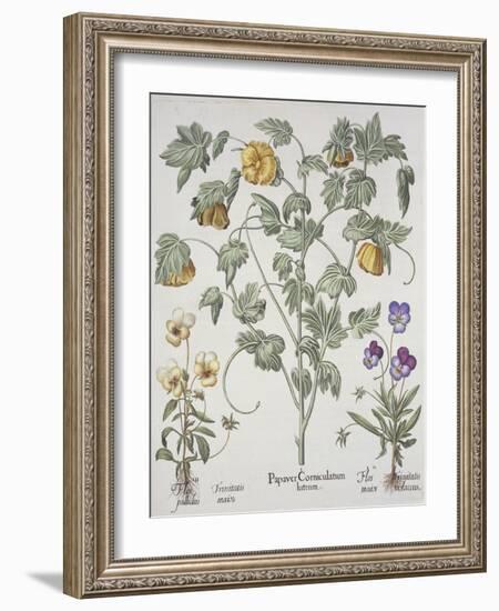 Papaver Corniculatum-Basilius Besler-Framed Giclee Print