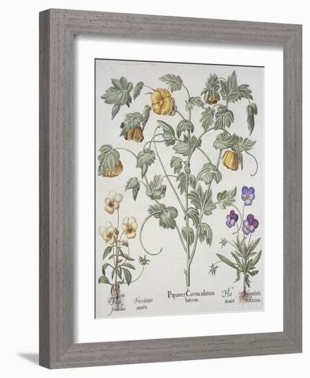 Papaver Corniculatum-Basilius Besler-Framed Giclee Print