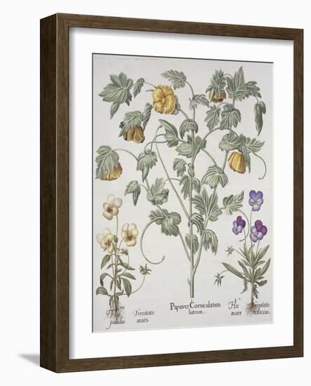 Papaver Corniculatum-Basilius Besler-Framed Giclee Print