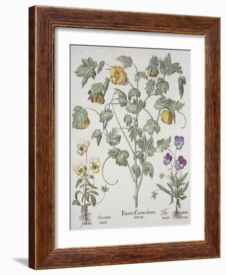 Papaver Corniculatum-Basilius Besler-Framed Giclee Print