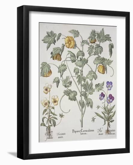 Papaver Corniculatum-Basilius Besler-Framed Giclee Print