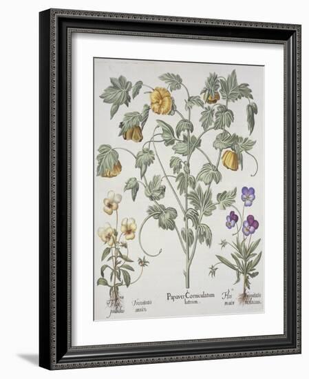 Papaver Corniculatum-Basilius Besler-Framed Giclee Print