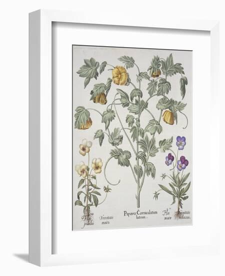 Papaver Corniculatum-Basilius Besler-Framed Giclee Print