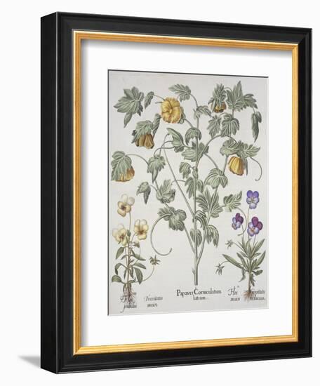 Papaver Corniculatum-Basilius Besler-Framed Giclee Print