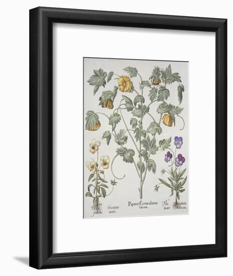 Papaver Corniculatum-Basilius Besler-Framed Premium Giclee Print