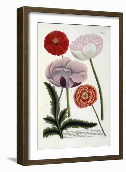 Papaver, from Johann Wilhelm Weinmann's Phytanthoza Iconographia, 1737-Georg Dionysius Ehret-Framed Giclee Print