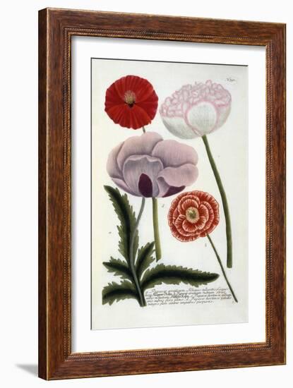 Papaver, from Johann Wilhelm Weinmann's Phytanthoza Iconographia, 1737-Georg Dionysius Ehret-Framed Giclee Print