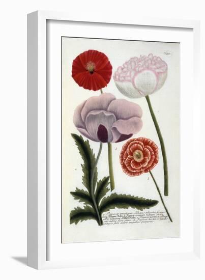 Papaver, from Johann Wilhelm Weinmann's Phytanthoza Iconographia, 1737-Georg Dionysius Ehret-Framed Giclee Print