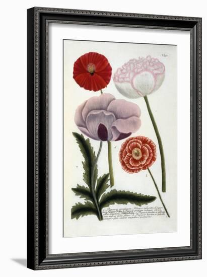 Papaver, from Johann Wilhelm Weinmann's Phytanthoza Iconographia, 1737-Georg Dionysius Ehret-Framed Giclee Print