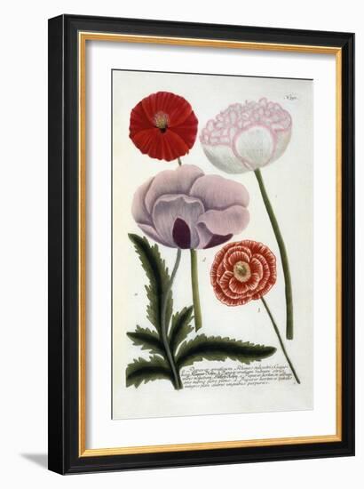 Papaver, from Johann Wilhelm Weinmann's Phytanthoza Iconographia, 1737-Georg Dionysius Ehret-Framed Giclee Print