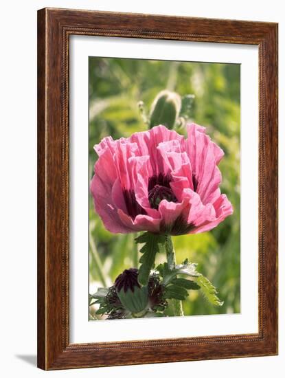 Papaver Orientale 'Manhattan'-Adrian Thomas-Framed Photographic Print