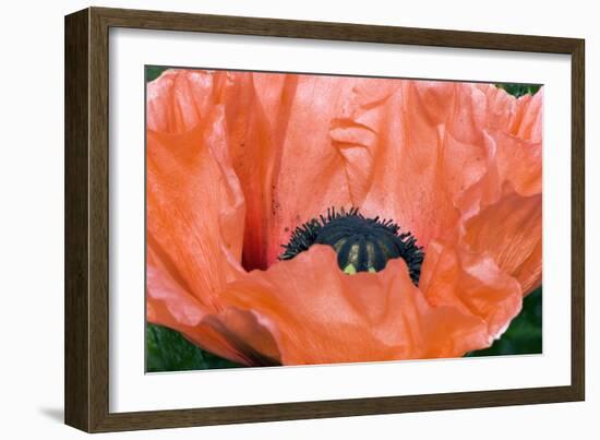 Papaver Orientale 'Queen Alexandra'-Adrian Thomas-Framed Photographic Print