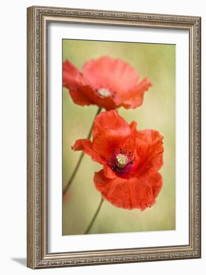Papaver Passion-Mandy Disher-Framed Photographic Print