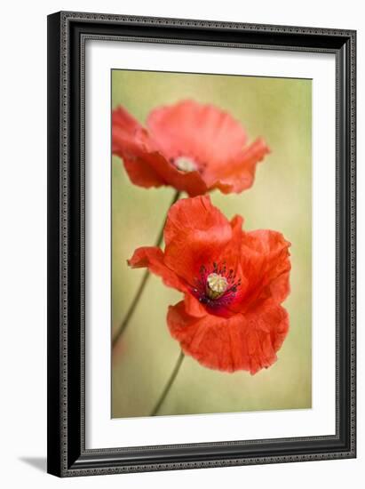 Papaver Passion-Mandy Disher-Framed Photographic Print
