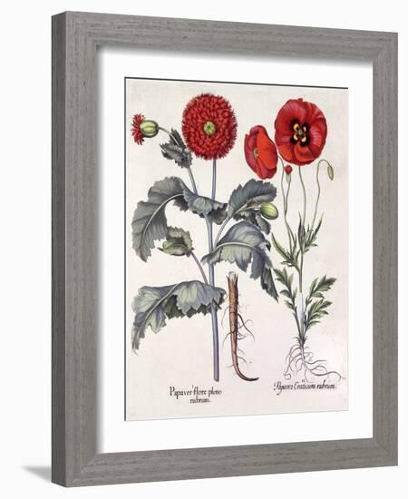 Papaver (Poppy), Two Varieties-Basilius Besler-Framed Art Print