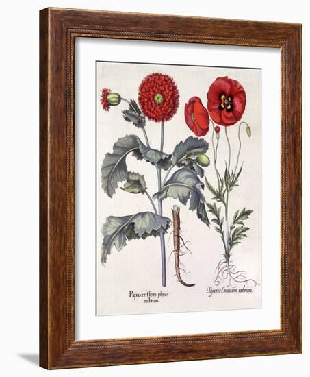 Papaver (Poppy), Two Varieties-Basilius Besler-Framed Art Print