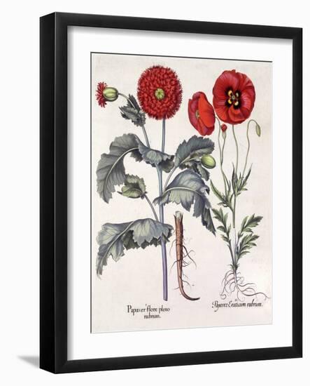 Papaver (Poppy), Two Varieties-Basilius Besler-Framed Art Print