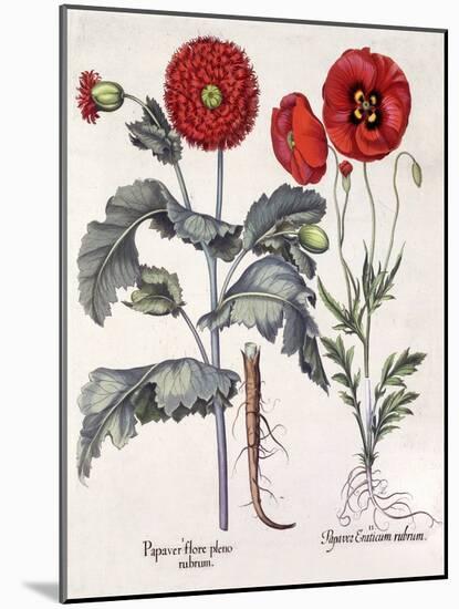 Papaver (Poppy), Two Varieties-Basilius Besler-Mounted Art Print